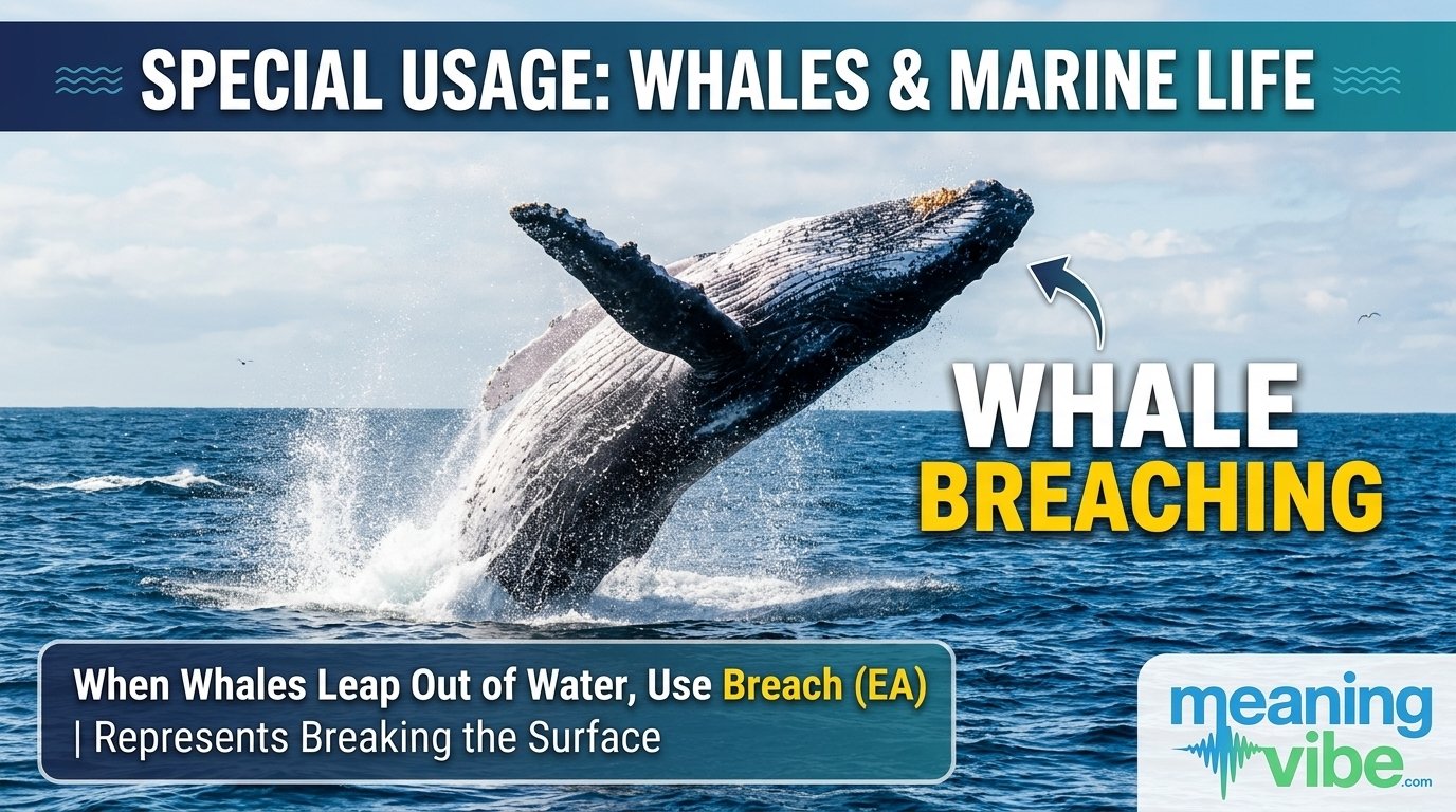 Breach vs Breech